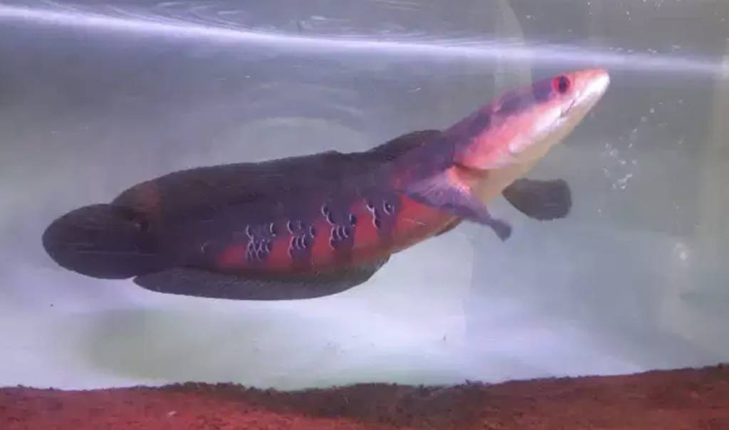 channa-red-barito-TR3IV