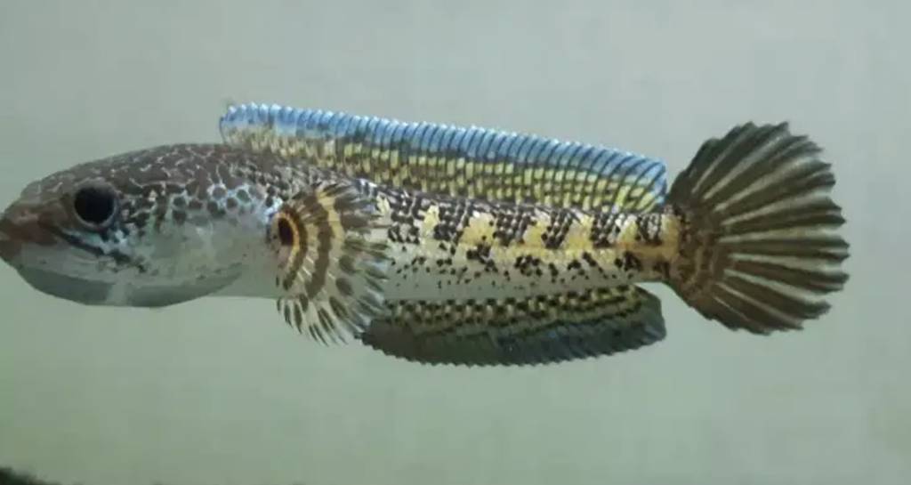channa-auranti-KALL3
