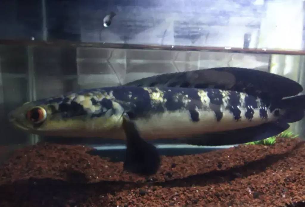 channa-yellow-maru-30-cm-14SVH
