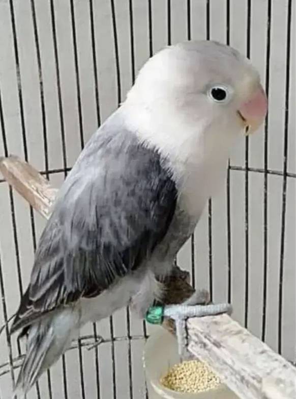 lovebird-jantan-PVZUF