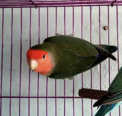 lovebird-non-klep-jantan-dewasa-LVTWE