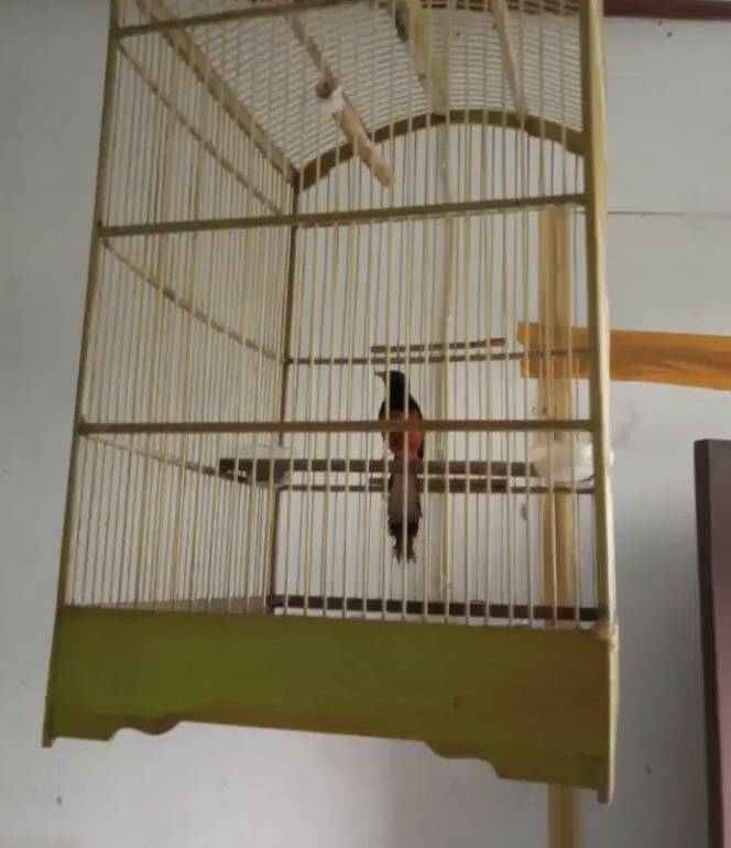 burung-murai-batu-XC1FY