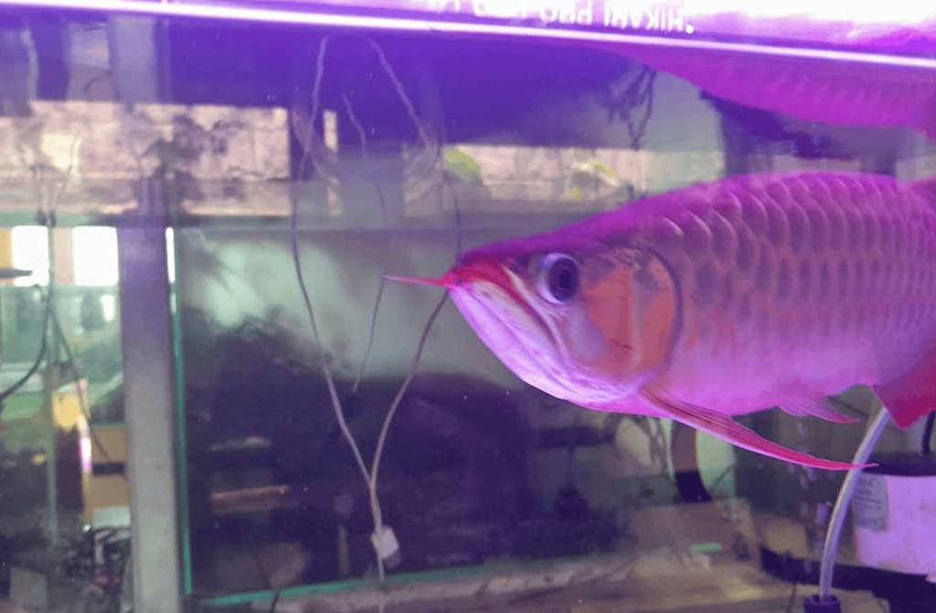 ikan-arwana-super-red-asli-kalimantan-4SQVN