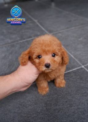 for-sale--super-cute-tiny-poodle-apricot-jantan-WQQ4A0BVKQ