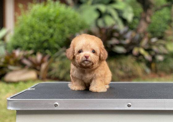 for-sale-puppy-tiny-female-fawn-poodle-AFQYI4JRU2