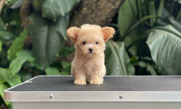 for-sale-puppy-teacup-female-fawn-poodle-ZCZ0M7W99E