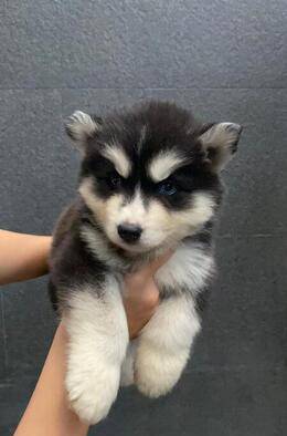 ready-siberian-husky-betina-longhair-good-quality-ED1MYD40Y2
