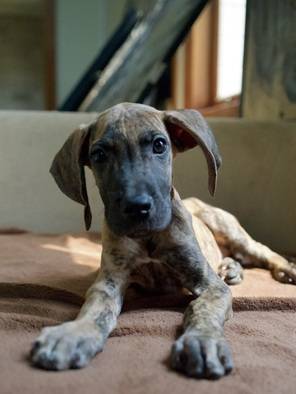 great-dane-puppy-female-15-weeks-4-ekor-Z98MB1Q1TZ