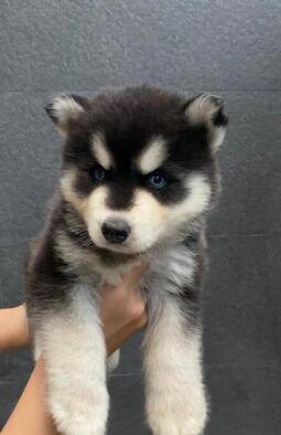 ready-siberian-husky-jantan-longhair-good-quality-E8LTS9REE3