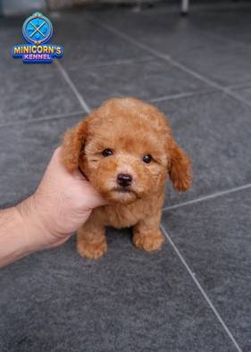 for-sale-tiny-apricot-poodle-betina-mungill-cutezz-O76KTDPEXP