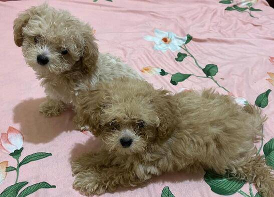 jual-poodle-non-stb-murmer-5F6153X7TZ