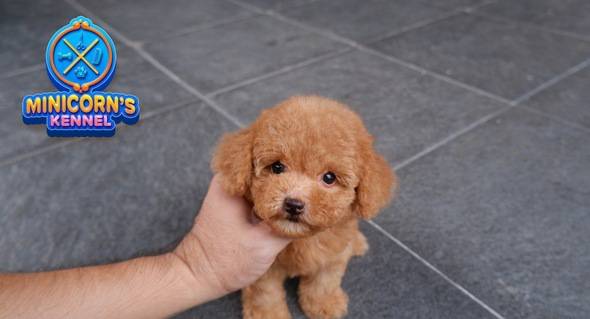 for-sale--tiny-apricot-poodle-betina-kecil-HAFTCXOS1V