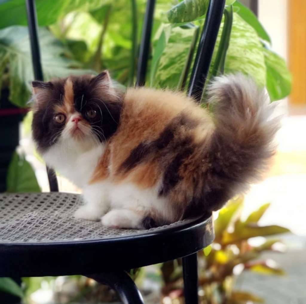 kucing-munchkin-female-3-bulan-IY2SE4AXH4