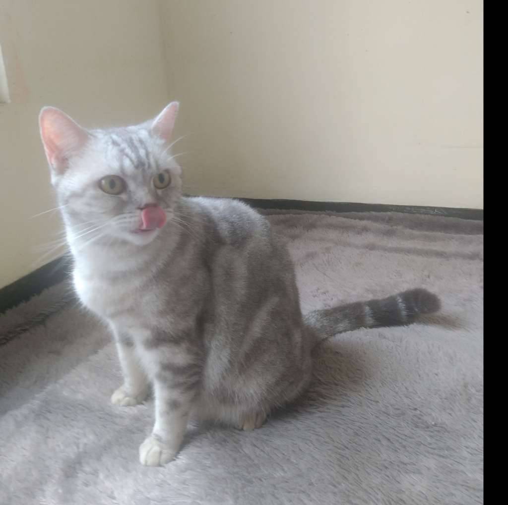 british-shorthairbsh-blue-silver-point-impor-pedigree-YDTB3QL0V8