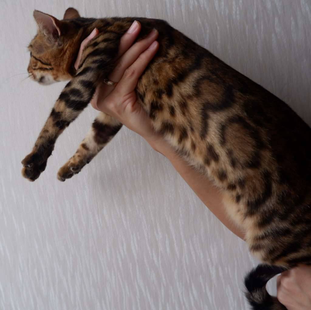 bengal-kitten-8CXF1ZA5UR