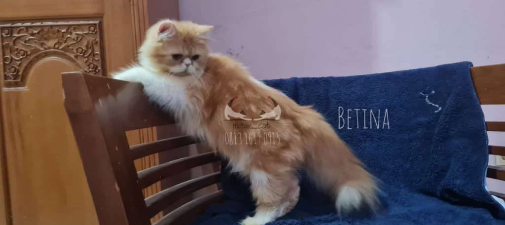 kucing-persia-betina-7-bulan-P767GRJSPJ