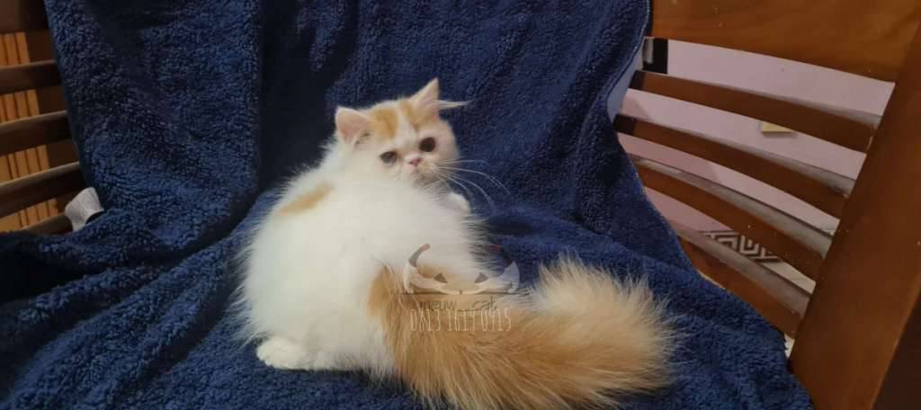 kucing-persia-kitten-5-bulan-X13S9GM04N
