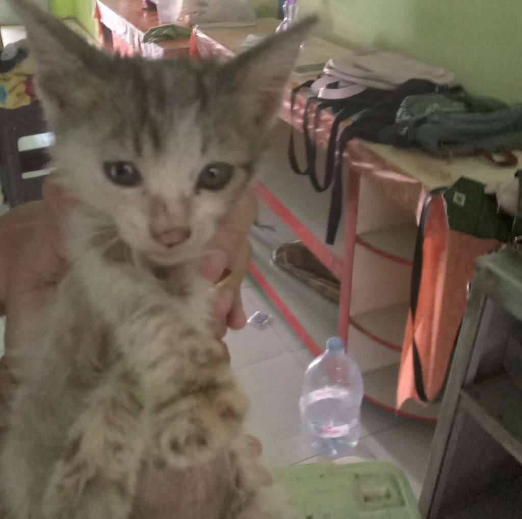 hewan-cimory-kitten-Y2URPVOI8Y