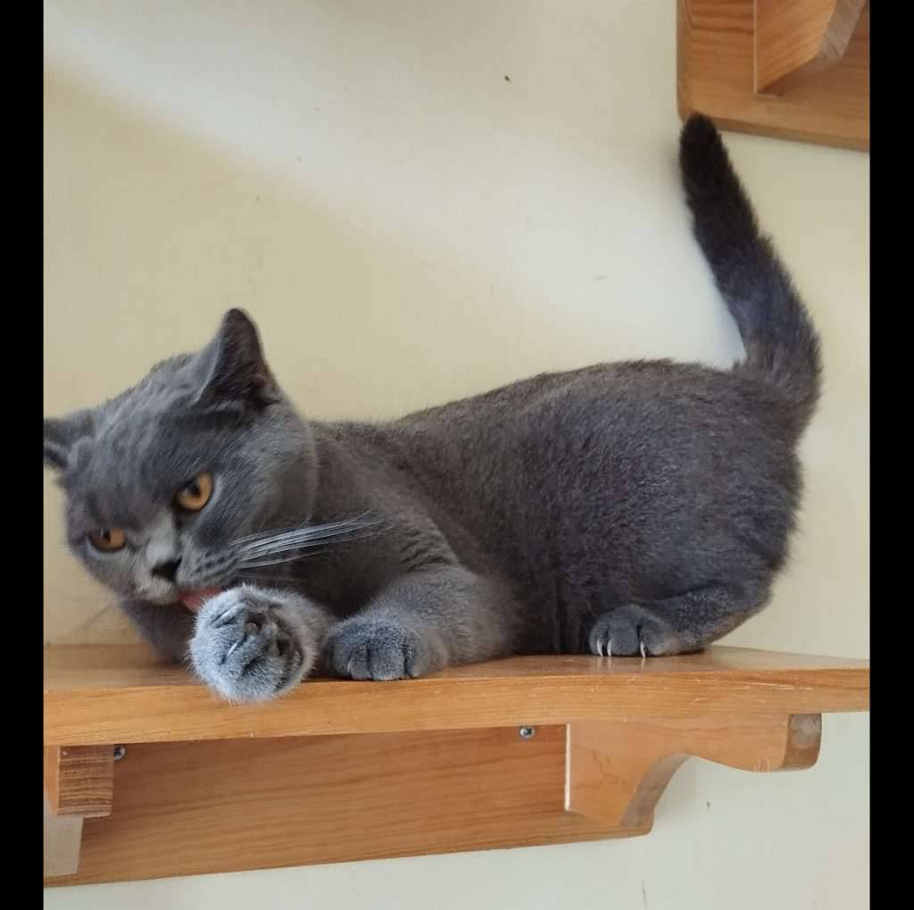 british-shorthairbsh-solid-blue-pedigree-MGHPGVAB2F