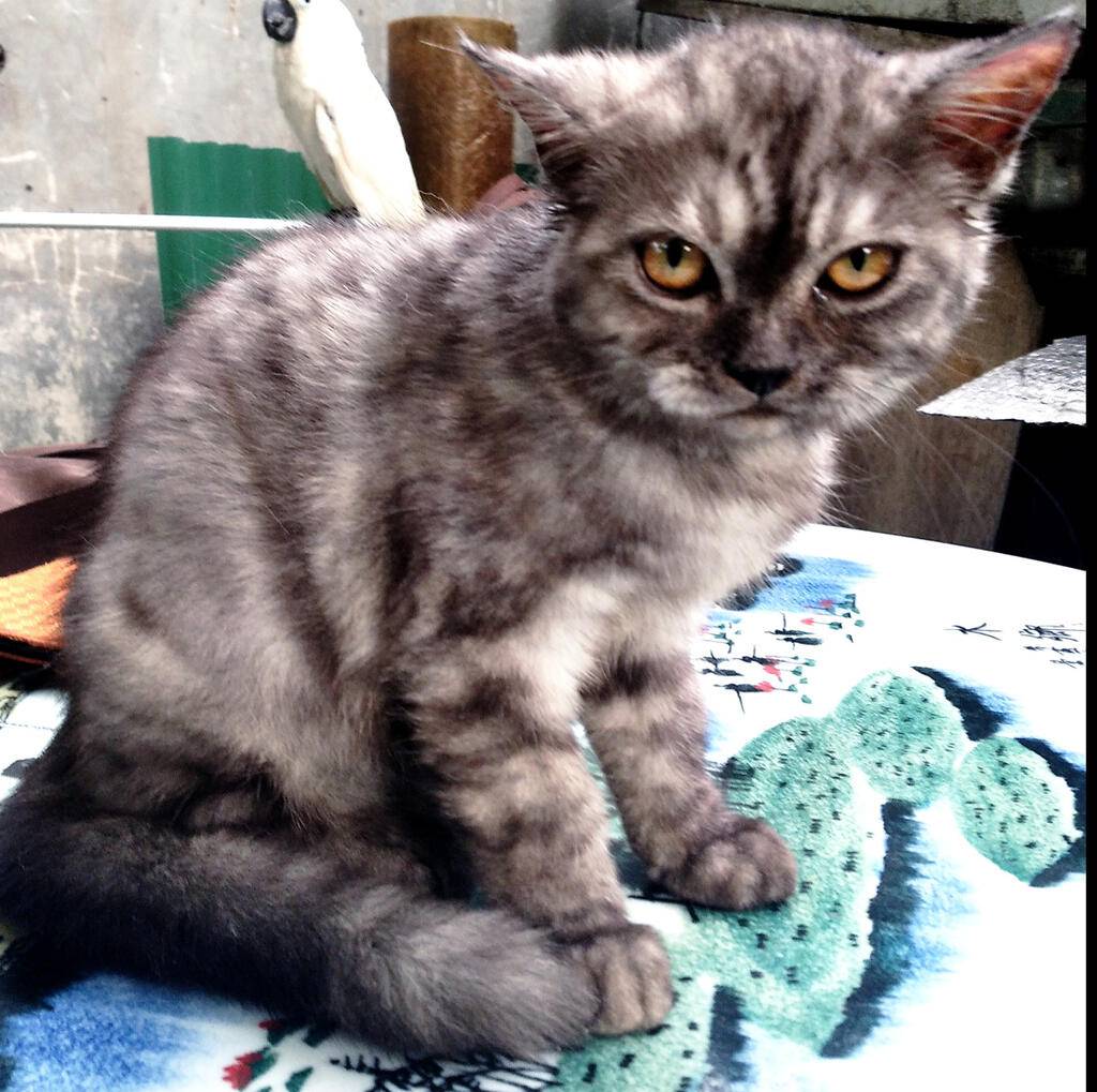 kucing-persia-medium-bulu-kapas-S2DIY82LF7