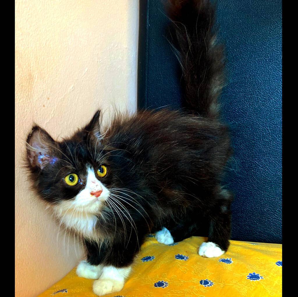 persia-medium-longhair-kitten-SYF3JQ3ZQP