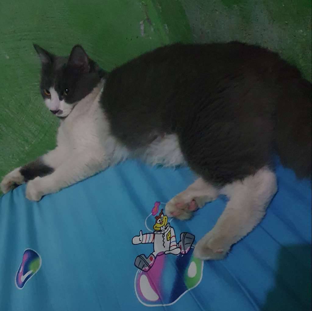 kucing-persia-X2NRCNFRDK