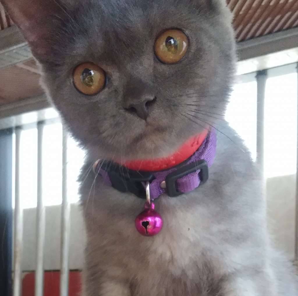 british-shorthair-non-ped-R7W84MW2O2