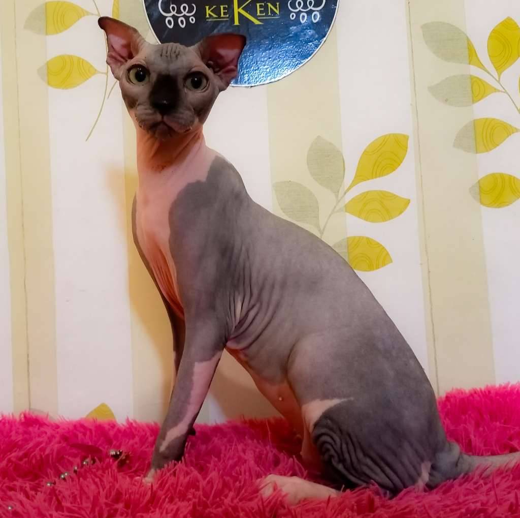 kucing-sphynx-levkoy-14ZTVRQHR8