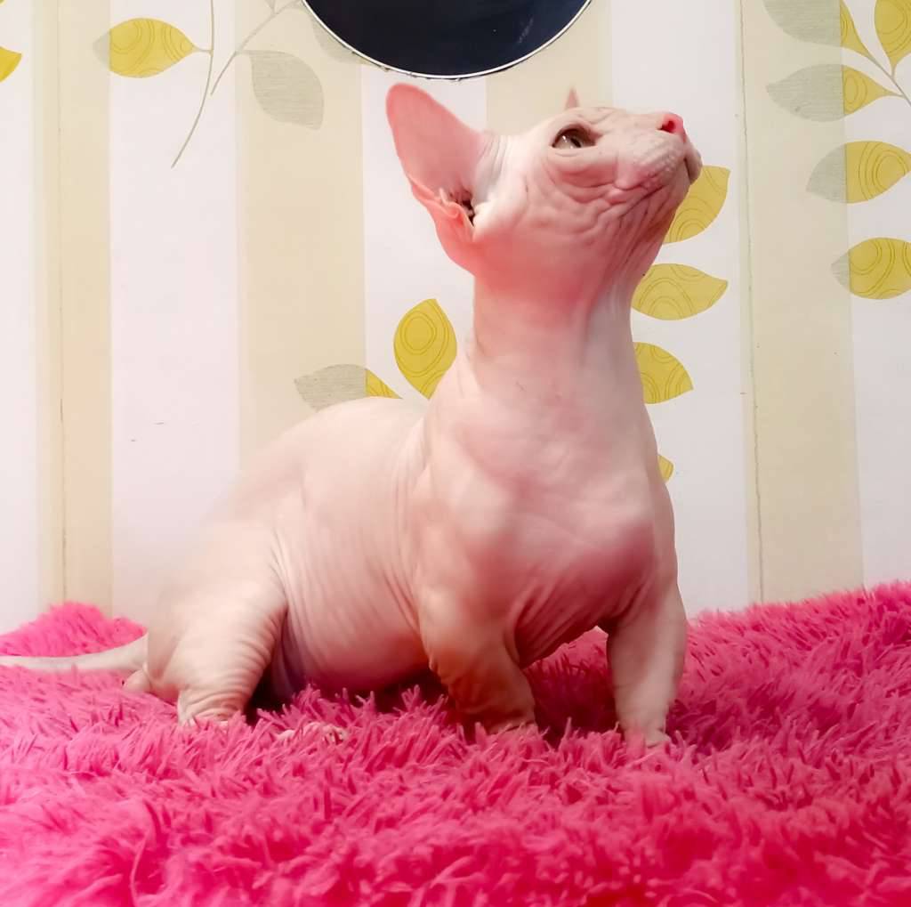 kucing-bambino-sphynx-HTNNXFP78S