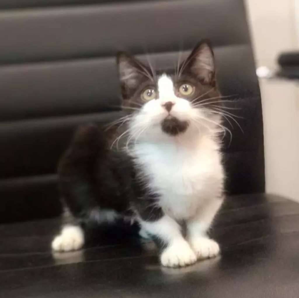 kucing-munchkin-jantan-4-bulan-98YV5OE8EP