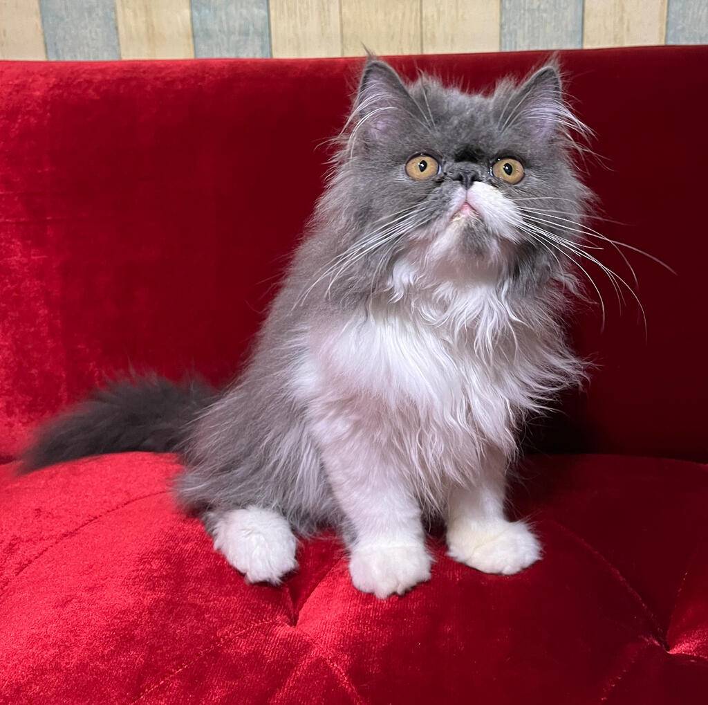 kitten-persian-peaknose-CNH34DZE81