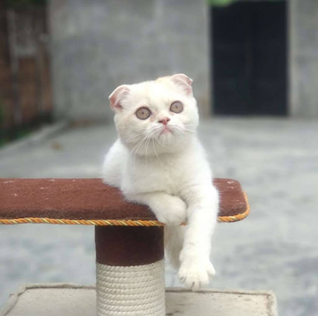 kucing-scottish-fold-betina--3-bulan-an-0VT43OICKS