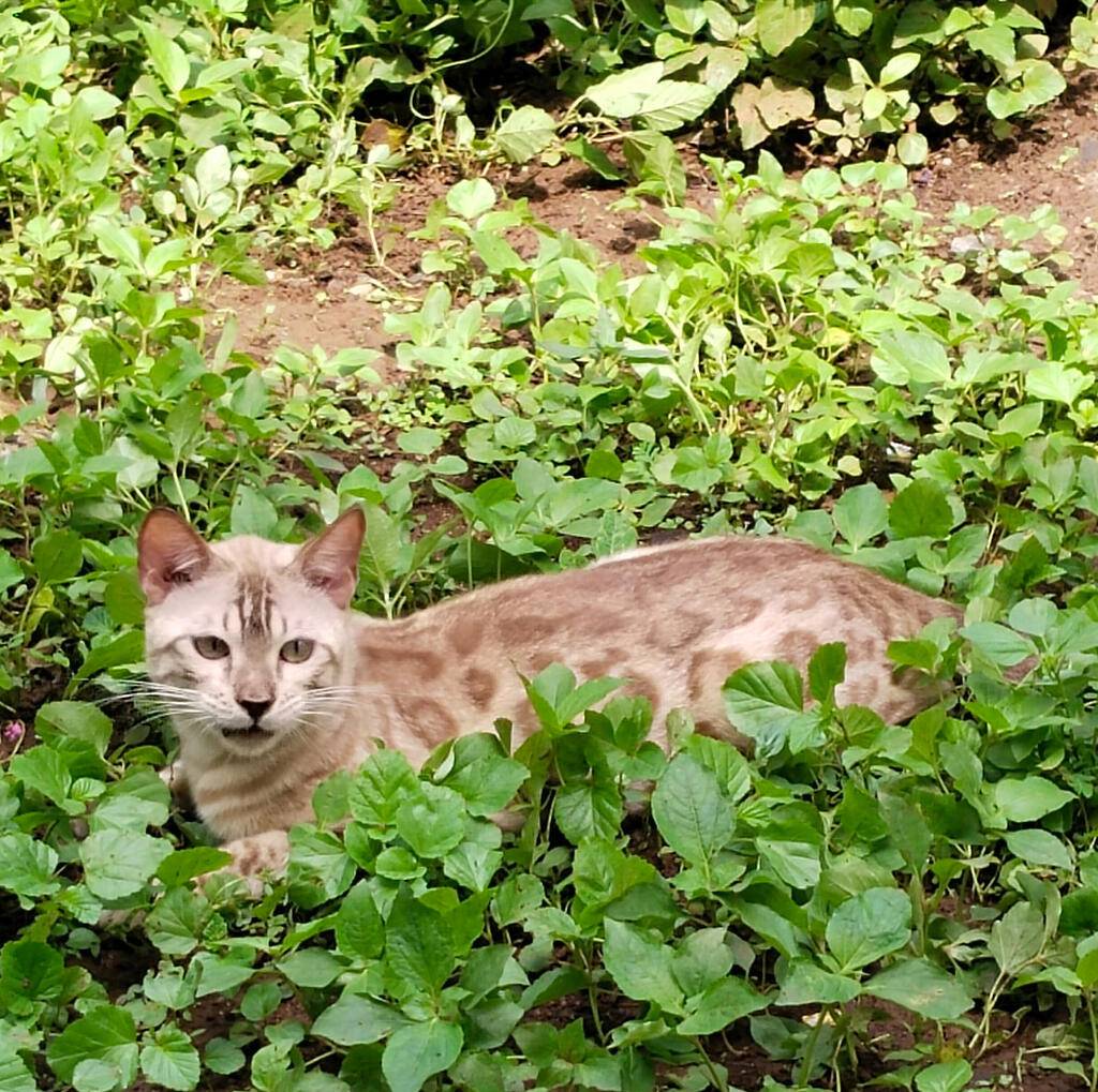 kucing-bengal-snow-sepia-bapak-ped-snow-mink-UKFX9WBQXK