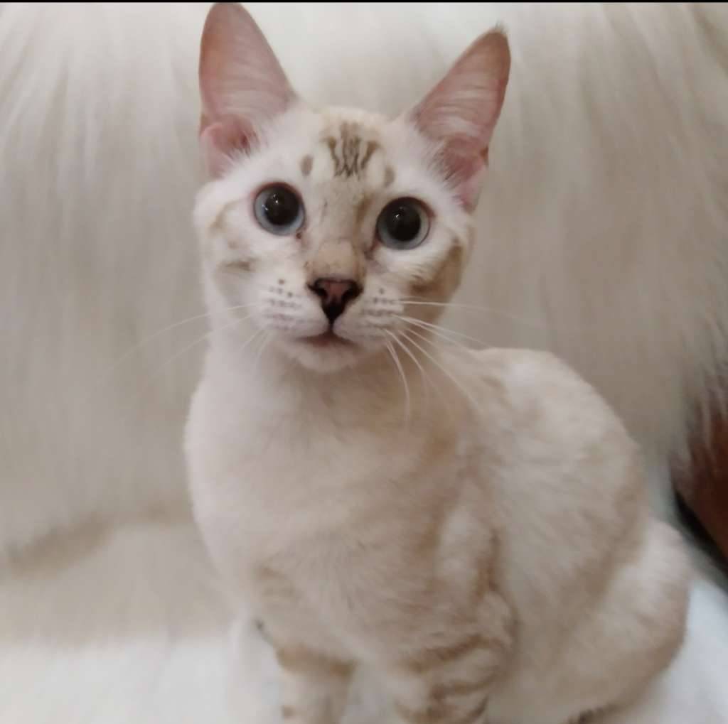 kucing-bengal-betina-snow-bapak-snow-mink-sertifikat-C8CS6JI1E3