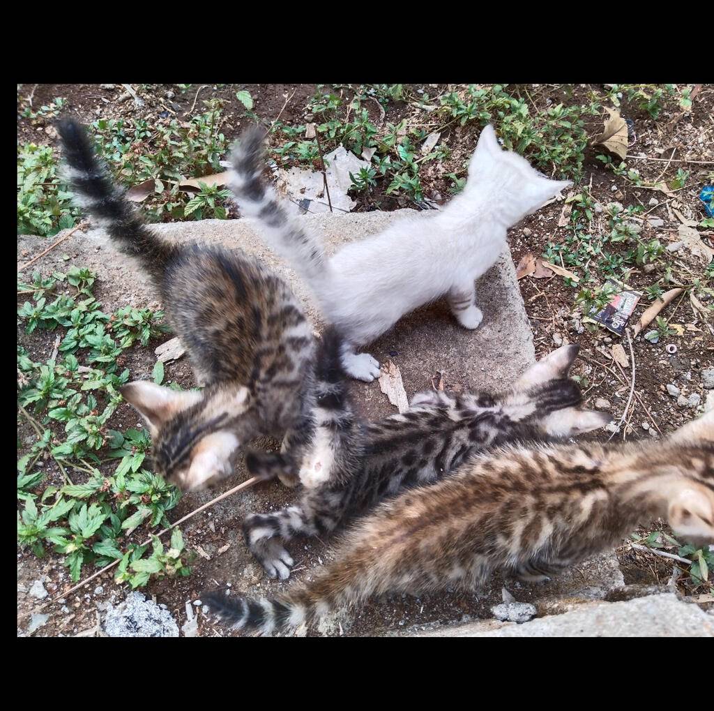 kitten--kucing-bengal-warna-warni-UE09MVZ3C5