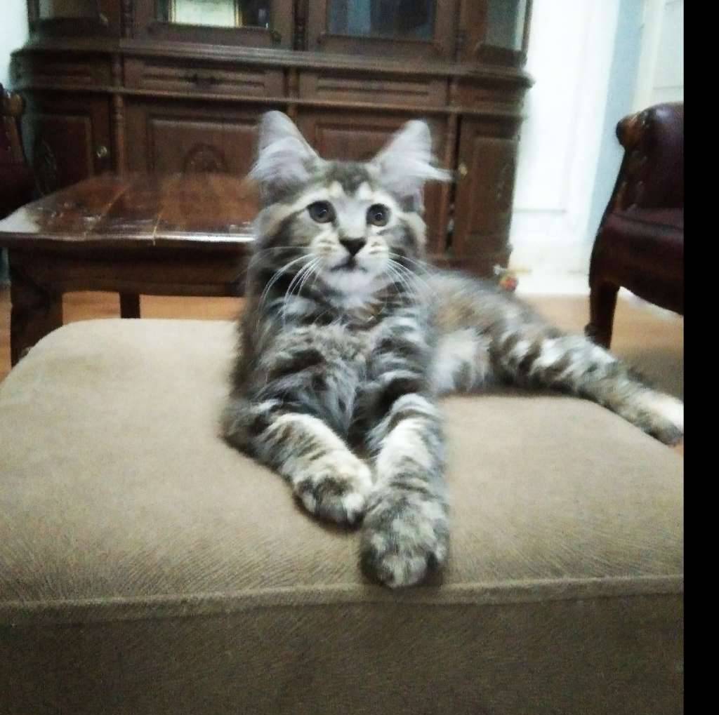 kitten-mainecoon-betina-27O46JN0ZX