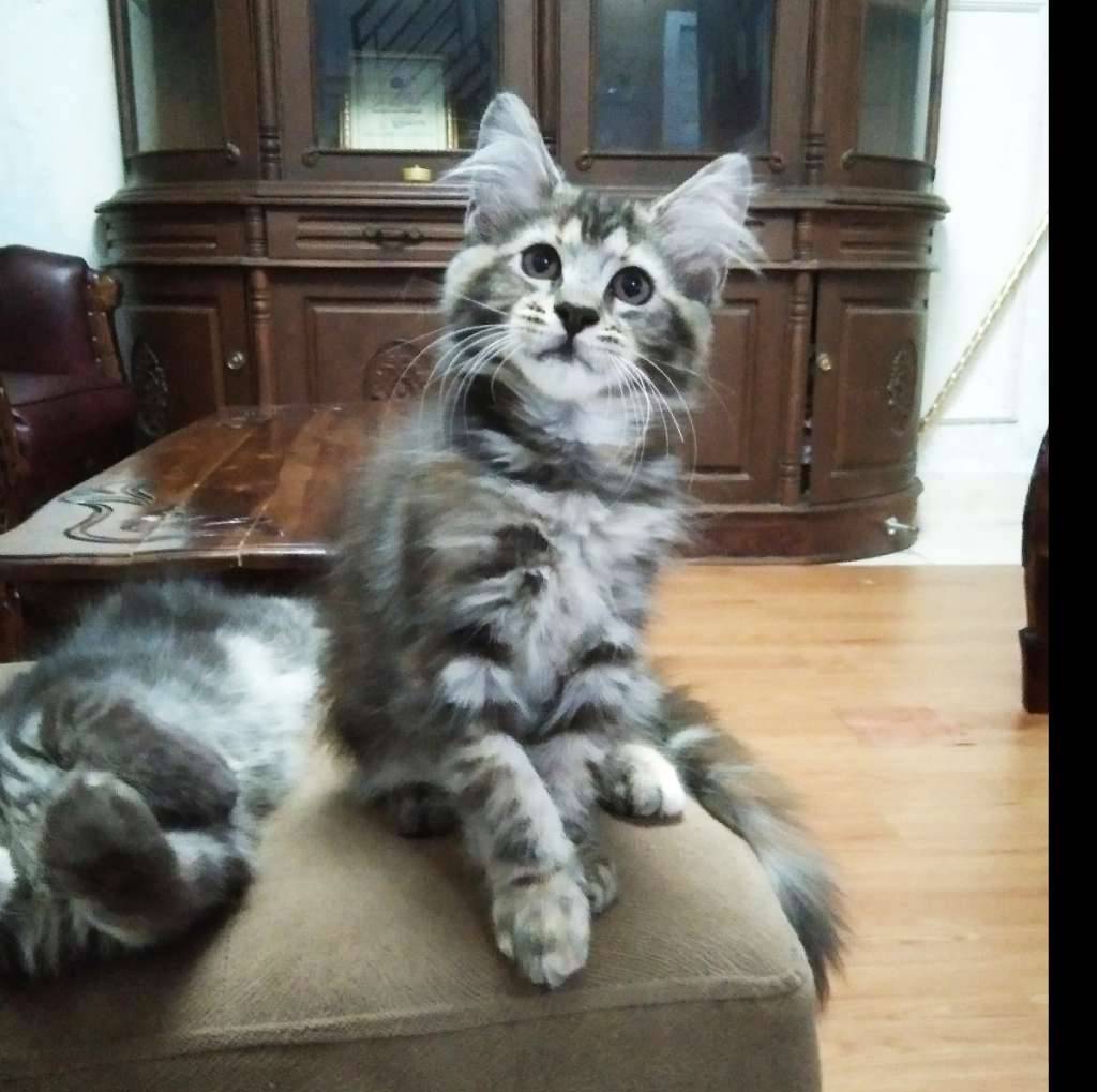 kitten-mainecoon-betina-V8NSTE9F3S
