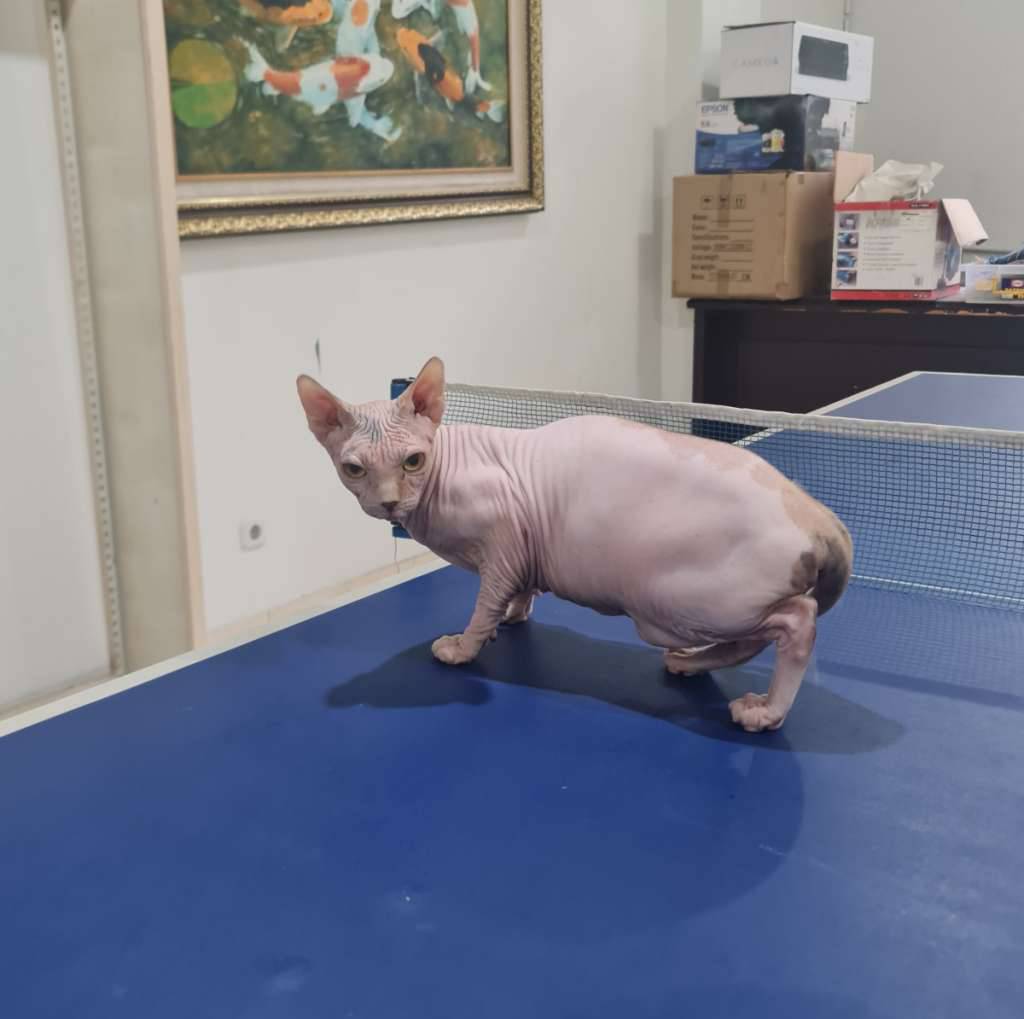 kucing-sphynx-female-HEKUSV5AIR