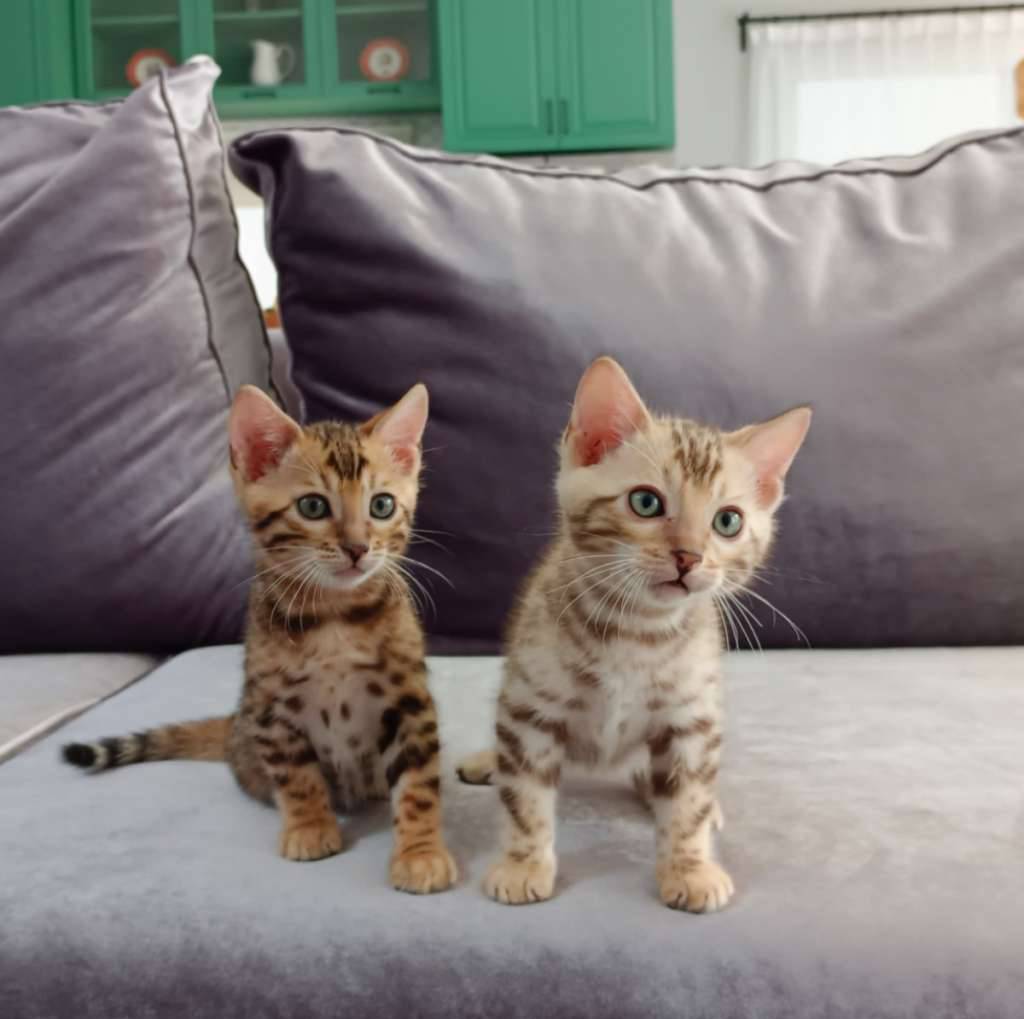 kitten-bengal-GM328E6XGT