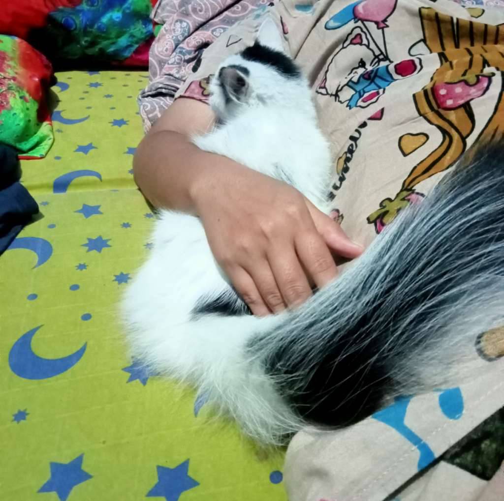 anggora-mix-breed-DVIZ2LV9TP