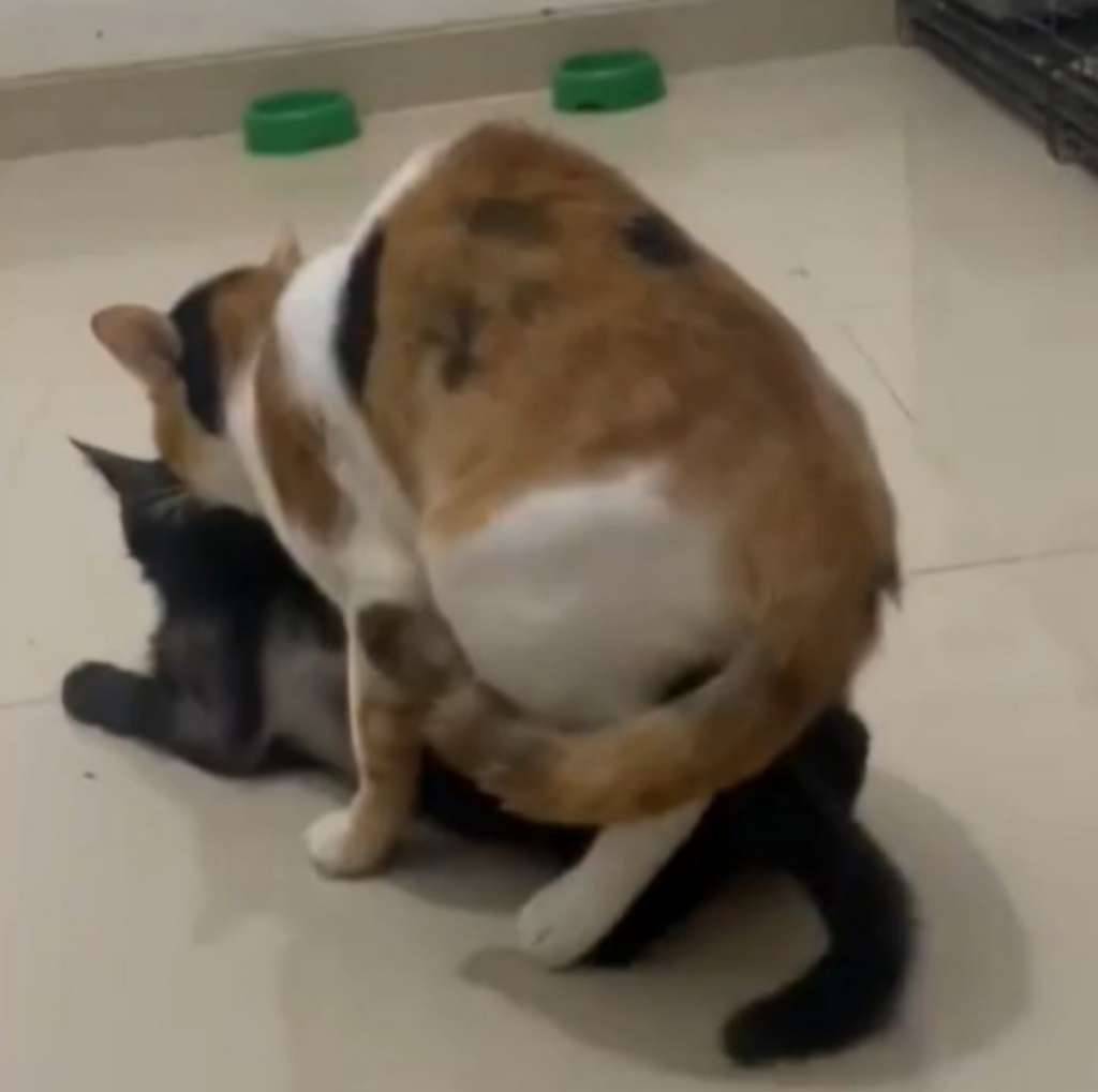 kucing-calico-jantan-6S4NX91U5L