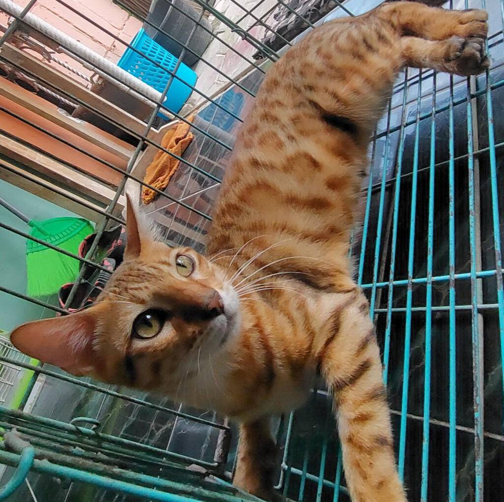 kucing-bengal-2T22X6ENEC