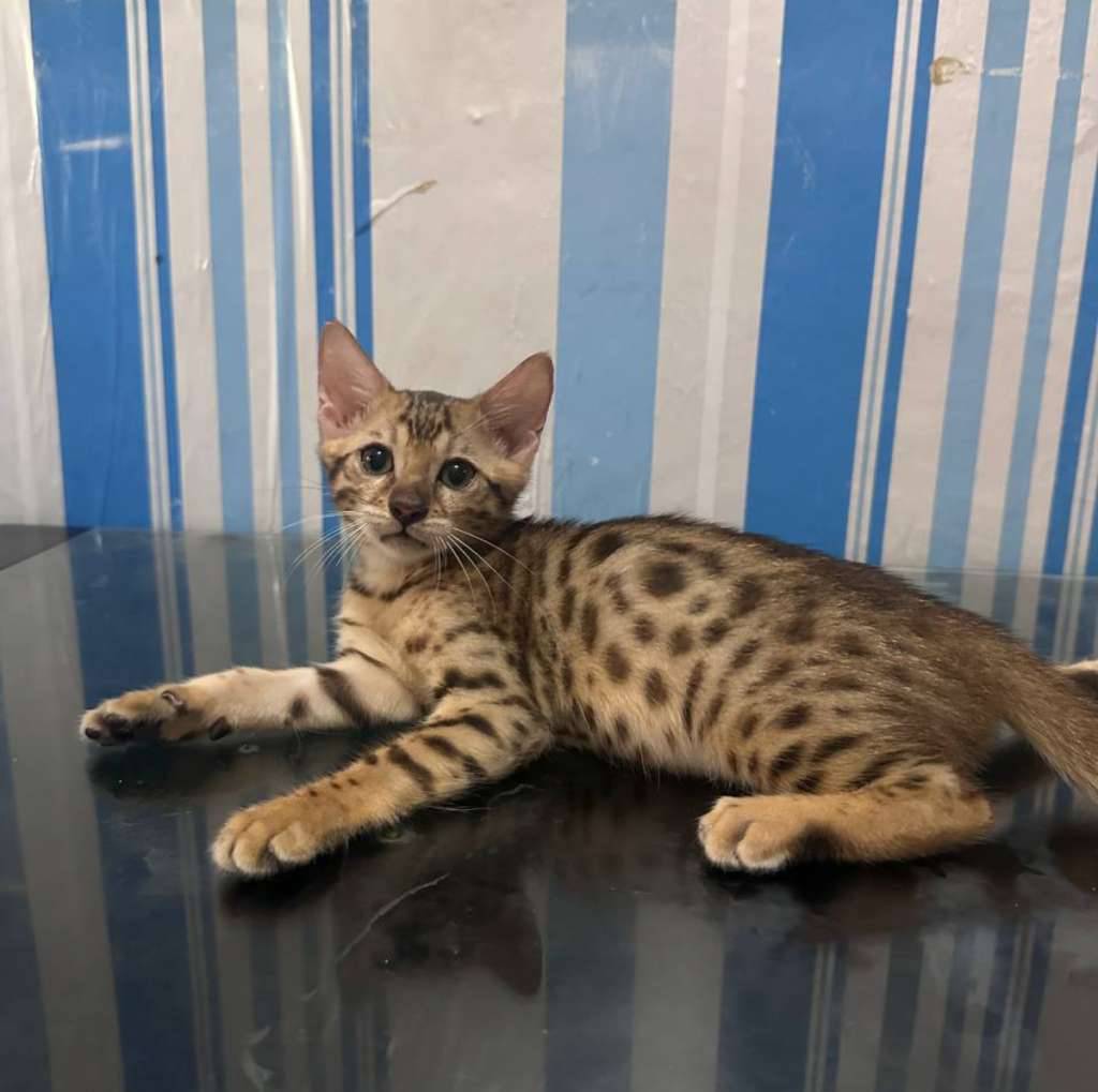 kucing-bengal-NY2Z4V2MFT
