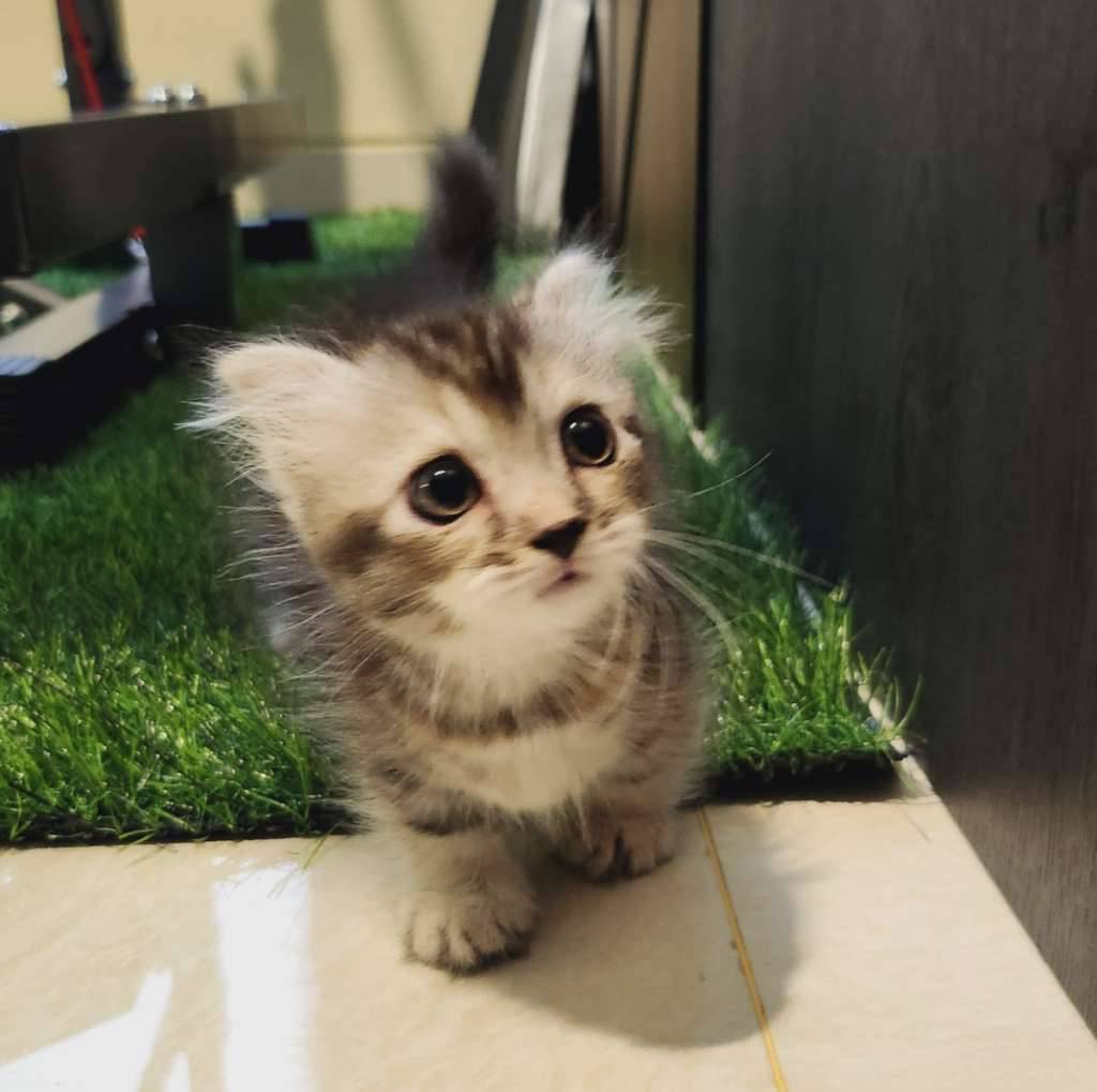 munchkin-scottish-fold-PGQP1KS2QK