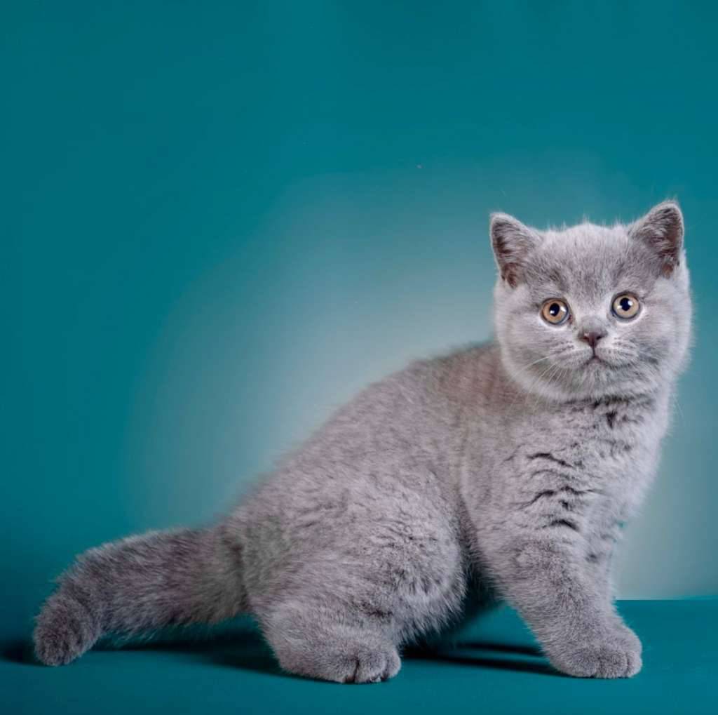 british-shorthair-show-quality-NM5VFHILIG