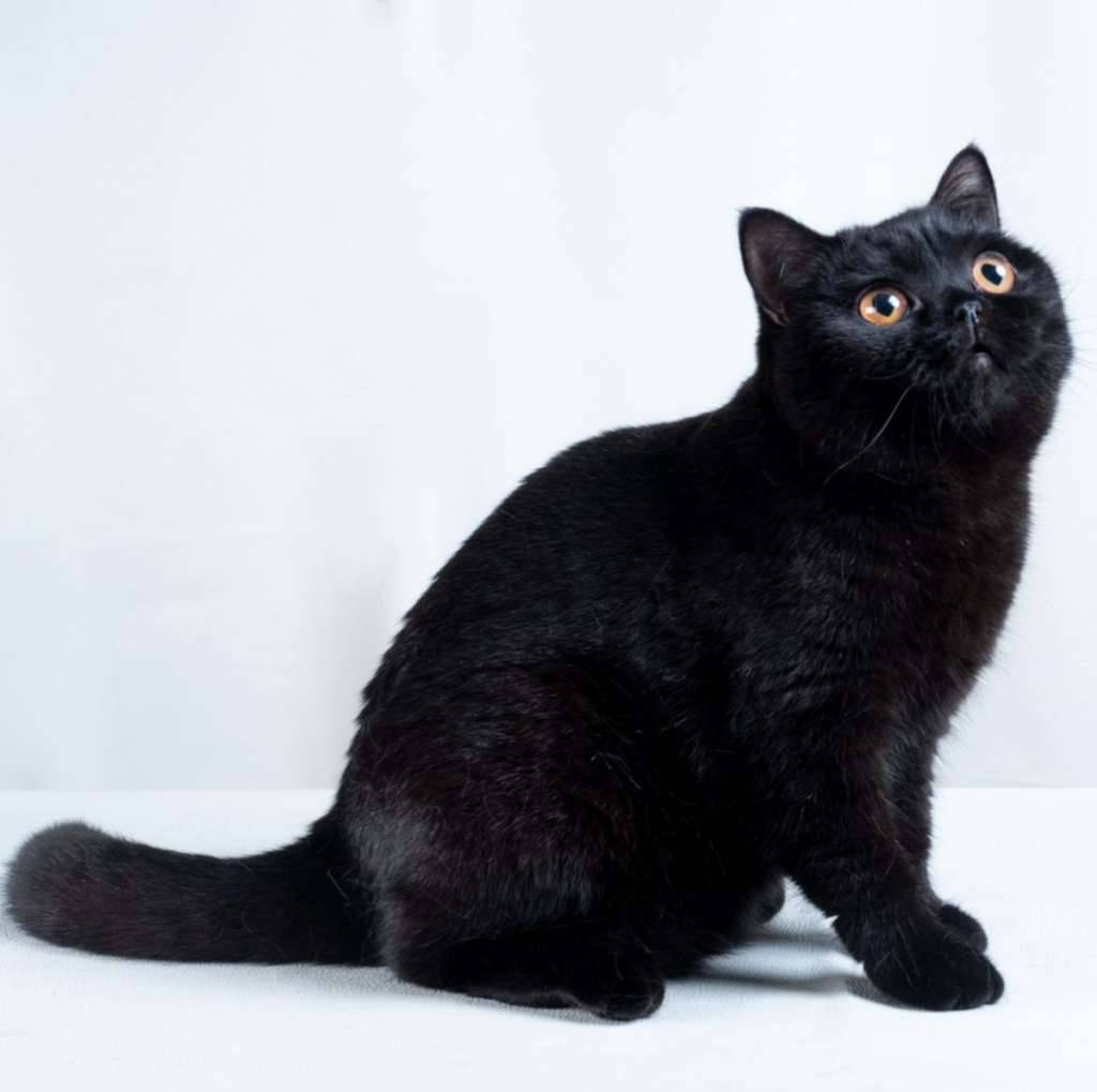british-shorthair--show-quality-TYLCLTAIEZ