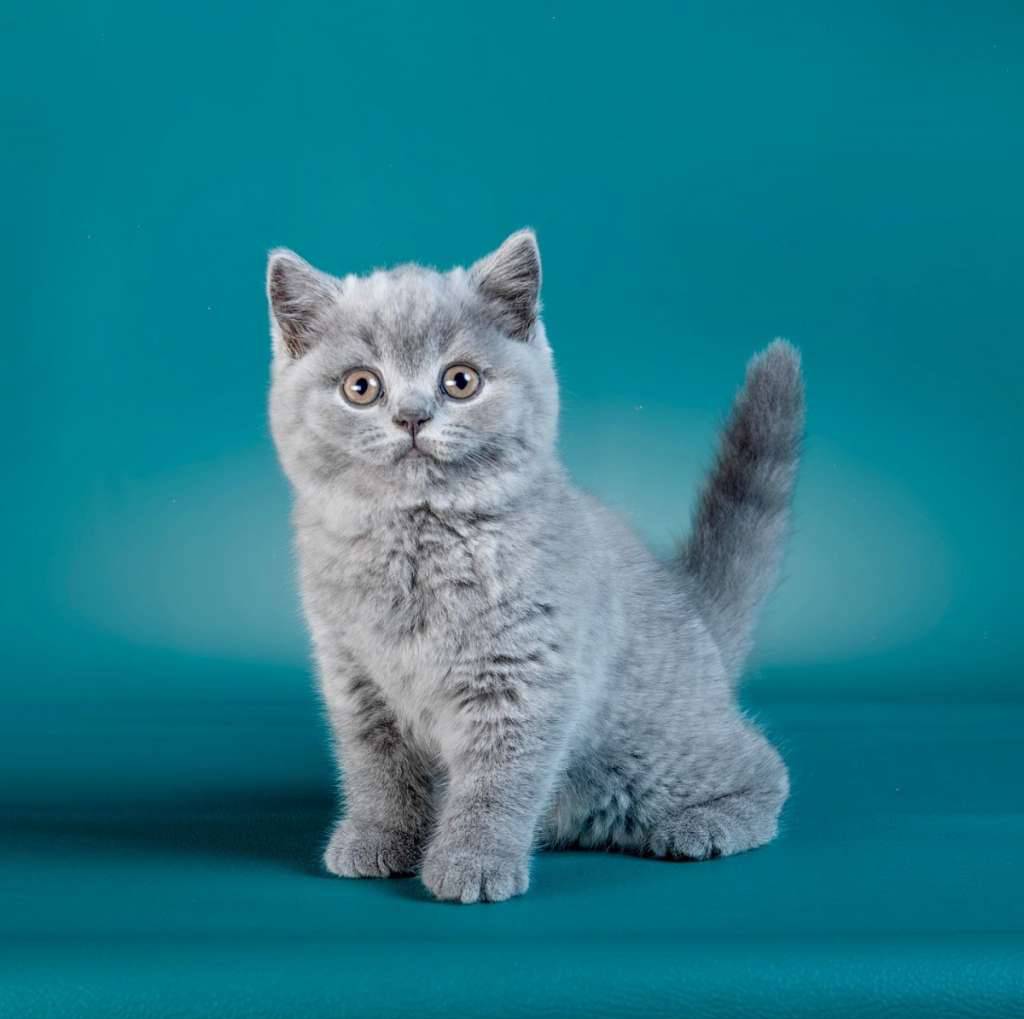 british-shorthairshow-quality-I03Y2JSKIN