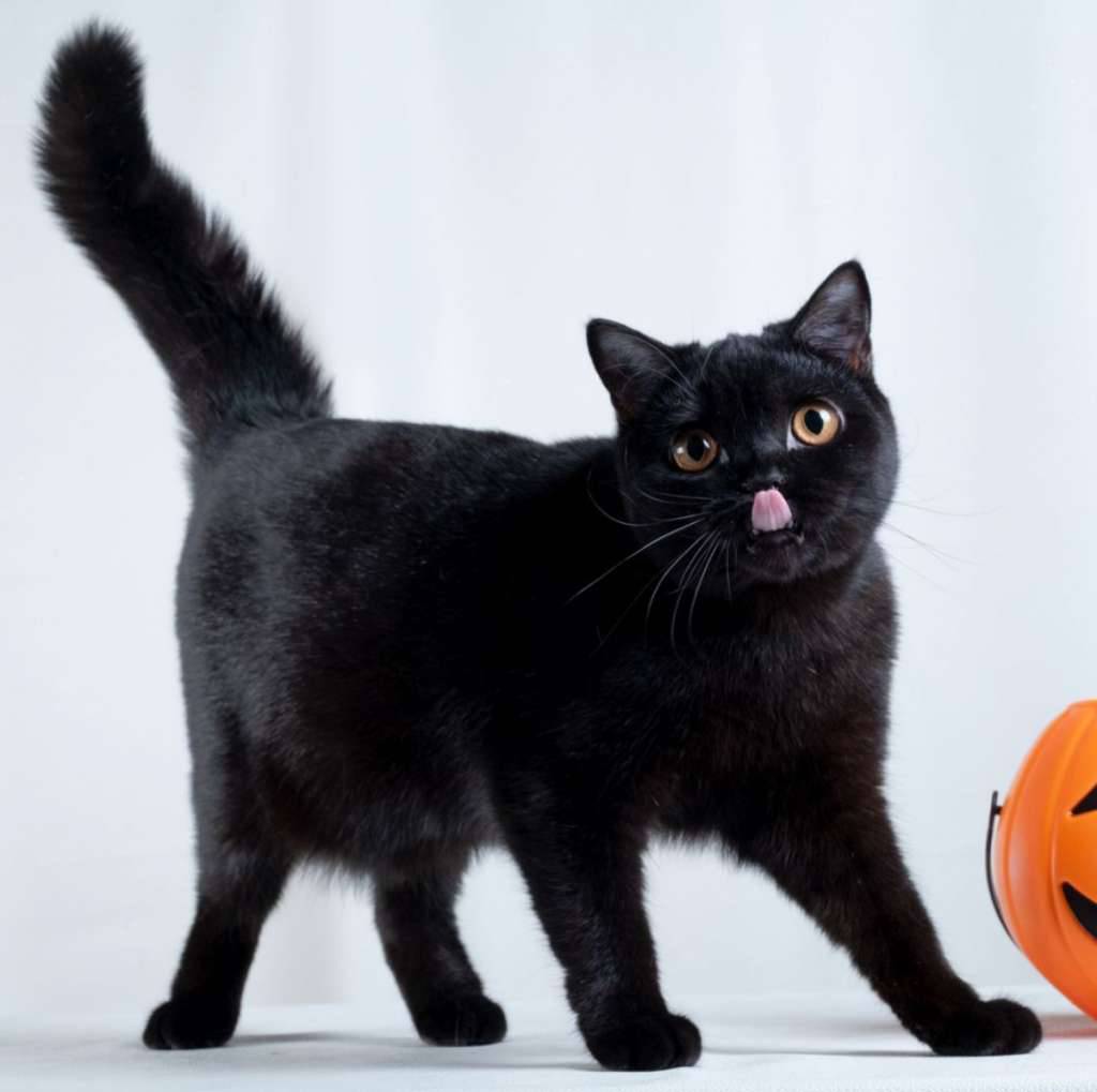 british-shorthairshow-quality-NEHYMHNUU7