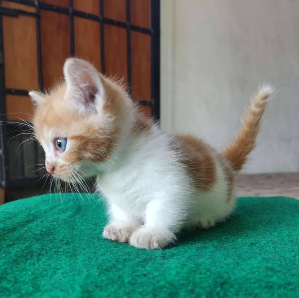 munchkin-1LRDDFQ0OD