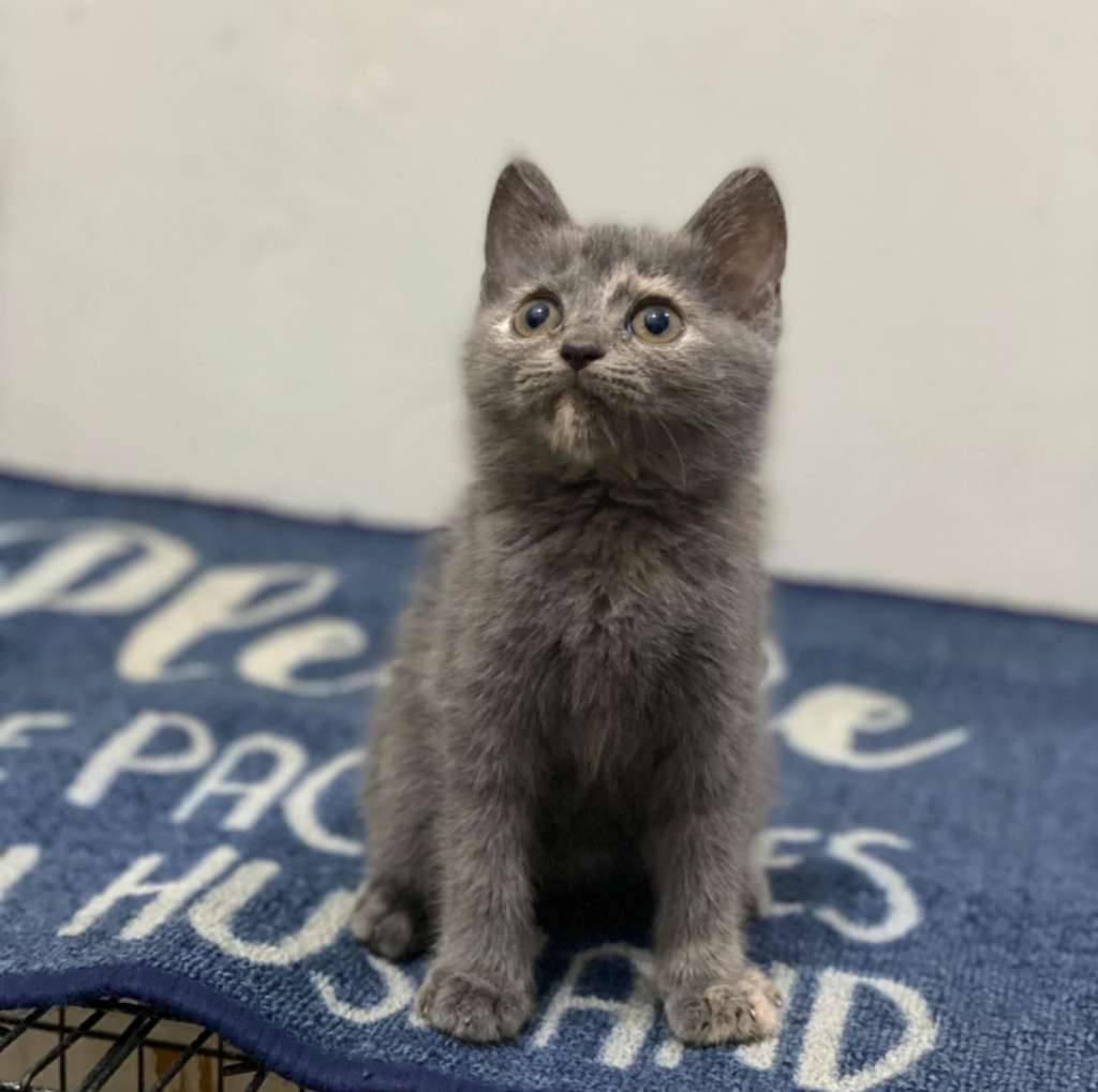 british-shorthair-UF3O5HY6M6